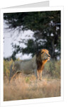 Male Lion, Moremi Game Reserve, Botswana by Anonymous