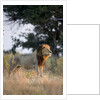 Male Lion, Moremi Game Reserve, Botswana by Anonymous
