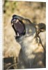 Yawning Lioness, Chobe National Park, Botswana by Anonymous