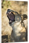 Yawning Lioness, Chobe National Park, Botswana by Anonymous