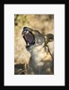 Yawning Lioness, Chobe National Park, Botswana by Anonymous