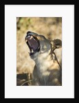 Yawning Lioness, Chobe National Park, Botswana by Anonymous