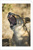 Yawning Lioness, Chobe National Park, Botswana by Anonymous