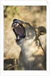 Yawning Lioness, Chobe National Park, Botswana by Anonymous