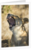 Yawning Lioness, Chobe National Park, Botswana by Anonymous