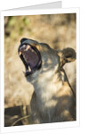 Yawning Lioness, Chobe National Park, Botswana by Anonymous