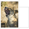 Yawning Lioness, Chobe National Park, Botswana by Anonymous