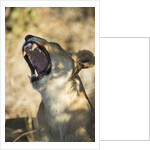 Yawning Lioness, Chobe National Park, Botswana by Anonymous