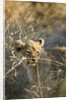 Lion Cub in Tall Grass, Chobe National Park, Botswana by Anonymous