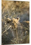 Lion Cub in Tall Grass, Chobe National Park, Botswana by Anonymous