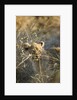 Lion Cub in Tall Grass, Chobe National Park, Botswana by Anonymous
