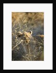 Lion Cub in Tall Grass, Chobe National Park, Botswana by Anonymous