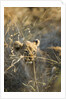Lion Cub in Tall Grass, Chobe National Park, Botswana by Anonymous