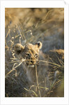 Lion Cub in Tall Grass, Chobe National Park, Botswana by Anonymous