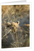 Lion Cub in Tall Grass, Chobe National Park, Botswana by Anonymous