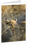 Lion Cub in Tall Grass, Chobe National Park, Botswana by Anonymous