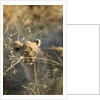 Lion Cub in Tall Grass, Chobe National Park, Botswana by Anonymous