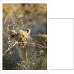 Lion Cub in Tall Grass, Chobe National Park, Botswana by Anonymous
