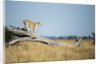Lioness Standing on Dead Tree, Chobe National Park, Botswana by Anonymous
