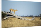 Lioness Standing on Dead Tree, Chobe National Park, Botswana by Anonymous