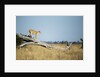 Lioness Standing on Dead Tree, Chobe National Park, Botswana by Anonymous
