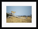 Lioness Standing on Dead Tree, Chobe National Park, Botswana by Anonymous