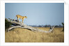 Lioness Standing on Dead Tree, Chobe National Park, Botswana by Anonymous
