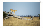 Lioness Standing on Dead Tree, Chobe National Park, Botswana by Anonymous