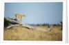 Lioness Standing on Dead Tree, Chobe National Park, Botswana by Anonymous