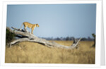 Lioness Standing on Dead Tree, Chobe National Park, Botswana by Anonymous