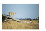 Lioness Standing on Dead Tree, Chobe National Park, Botswana by Anonymous