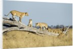 Lion Pride Standing on Dead Tree, Chobe National Park, Botswana by Anonymous