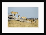 Lion Pride Standing on Dead Tree, Chobe National Park, Botswana by Anonymous