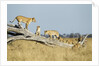 Lion Pride Standing on Dead Tree, Chobe National Park, Botswana by Anonymous