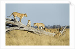 Lion Pride Standing on Dead Tree, Chobe National Park, Botswana by Anonymous