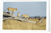 Lion Pride Standing on Dead Tree, Chobe National Park, Botswana by Anonymous