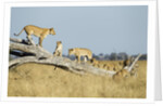 Lion Pride Standing on Dead Tree, Chobe National Park, Botswana by Anonymous