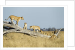 Lion Pride Standing on Dead Tree, Chobe National Park, Botswana by Anonymous