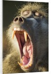 Chacma Baboon Fangs, Chobe National Park, Botswana by Anonymous