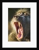 Chacma Baboon Fangs, Chobe National Park, Botswana by Anonymous