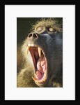 Chacma Baboon Fangs, Chobe National Park, Botswana by Anonymous