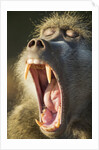 Chacma Baboon Fangs, Chobe National Park, Botswana by Anonymous