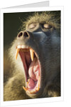 Chacma Baboon Fangs, Chobe National Park, Botswana by Anonymous
