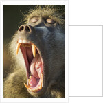 Chacma Baboon Fangs, Chobe National Park, Botswana by Anonymous