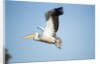 Pelican, Moremi Game Reserve, Botswana by Anonymous