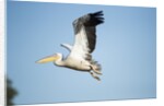 Pelican, Moremi Game Reserve, Botswana by Anonymous