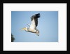 Pelican, Moremi Game Reserve, Botswana by Anonymous