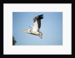 Pelican, Moremi Game Reserve, Botswana by Anonymous