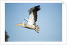 Pelican, Moremi Game Reserve, Botswana by Anonymous
