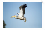 Pelican, Moremi Game Reserve, Botswana by Anonymous